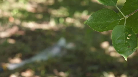 Close-up of Green Apple Tree Leaves with Insect Holes in Sunny Orchard Garden Stock Footage 339648399