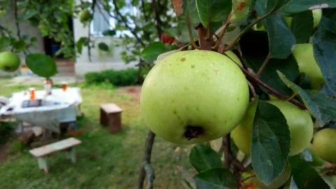 Close-up green apple on a tree Stock Photos