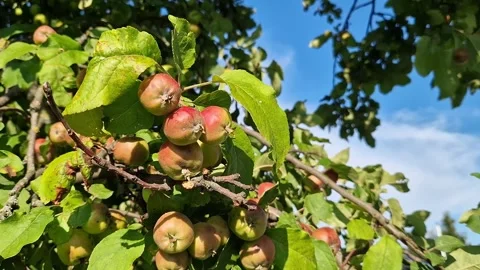 Close-up of green apples with blush growing on an apple tree branch Vídeos de archivo 339771703