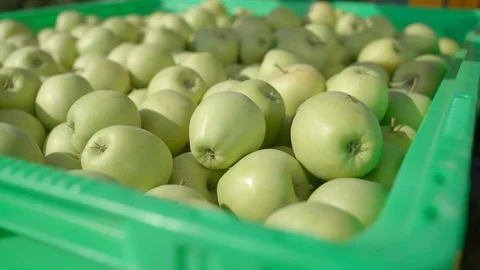 Close-up of green apples in the green box are transported 스톡 동영상 123426136
