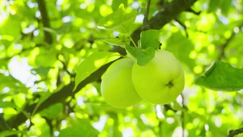 Close-up of green apples growing on a tree. Natural apples in the sun. Stock Footage 248439795
