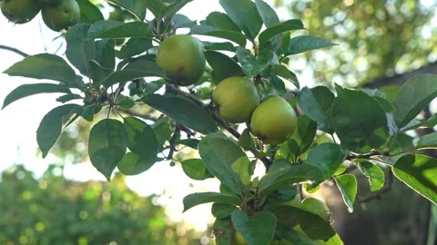 Close-up of green apples hanging on a tree branch Stock Footage 303632544