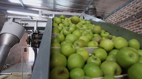 Close-up: Green apples in processing facility go up conveyor belt Stock Footage 328975222