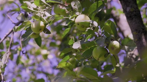 Close-Up, Green Apples Ripen on the Tree in the Garden Stock Footage 95728664