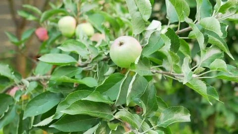 Close-up. Green apples on a tree branch. Vidéo 112092865