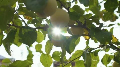 Close-up of green apples on a tree Stock-Footage 98930944