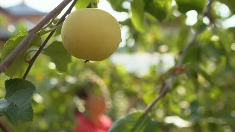 Close-up of green apples on a tree Stock Footage 98931028
