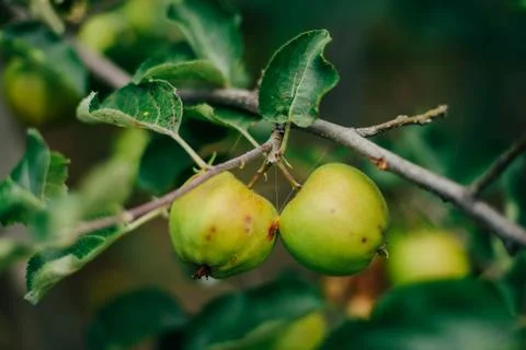 Close-up of green apples on a tree Stock Photos