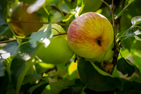 Close-up of green apples on a tree Stock Photos