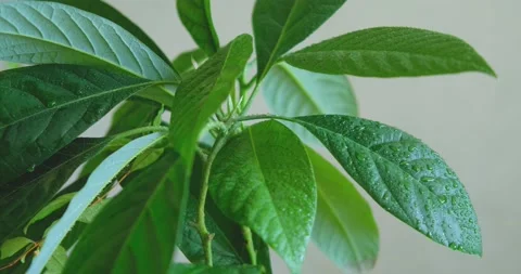 Close up of green avocado leaves Stock Footage 155105936