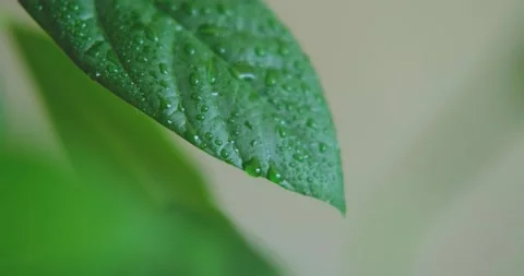 Close up of green avocado leaves Stock Footage 155105943