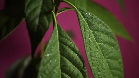 Close Up Green Avocado Tree Leaves Being Sprayed By Water In Slow Motion Stock Footage 135756667