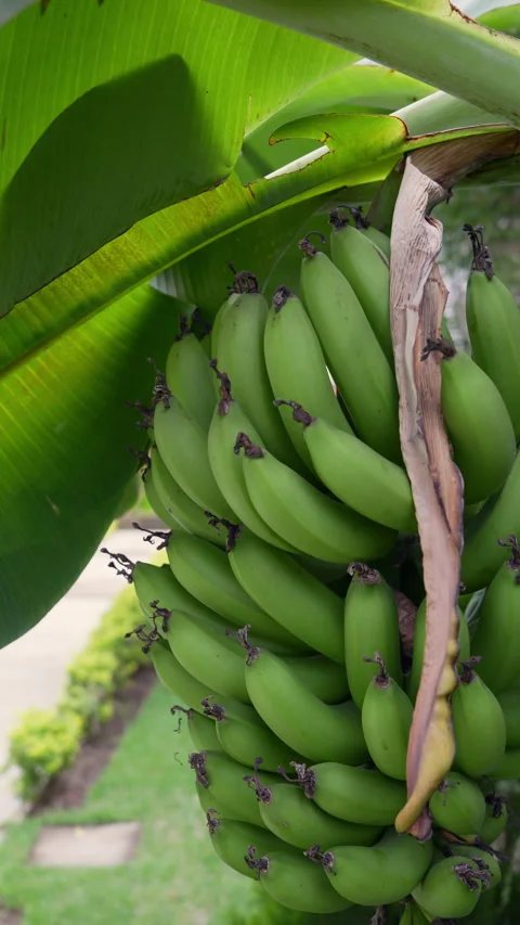 Close-up of Green Bananas on the Tree in Vertical Format Stock Footage 321356211