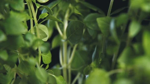 Close-up of green basil leaves in a pot that stands on a black background. Stock Footage 112652932