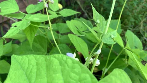 Close up of green bean plants and blossoms in wooden raised garden bed Stock Footage 146756655
