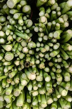 Close up of green beans root bottom Stock Photos