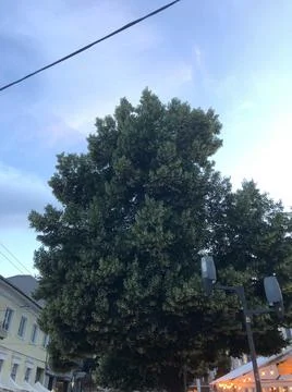 Close up of a green beautiful tree. Stock Photos