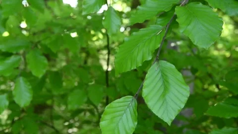 Close-Up of Green Beech Leaf Gently Moving in the Wind Stock Footage 334310435