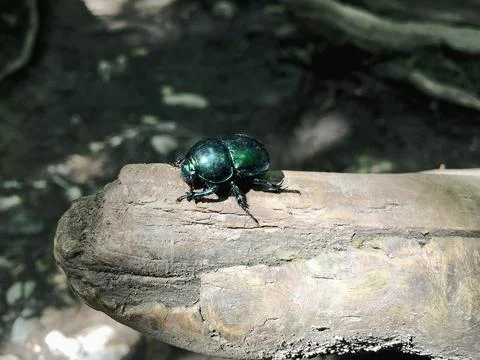 Close up of a green beetle Stock Photos