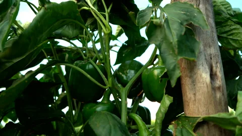 Close up of a green bell pepper growing on a bush Stock Footage 239450973