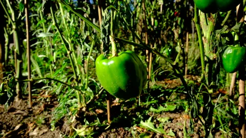 Close up of green bell pepper hanging from dying plant Stock Footage 327106169