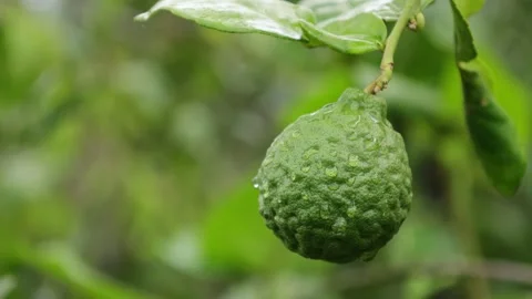 Close-up of green bergamot on the tree. kaffir lime 動画素材 244701920