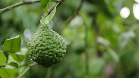 Close-up of green bergamot on the tree. kaffir lime 動画素材 244702086