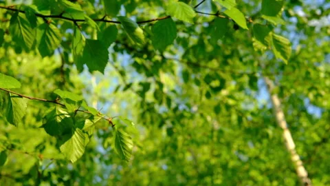 Close up green birch leaves on branch. birch branches in the sun outdoors spring Stock Footage 303621353
