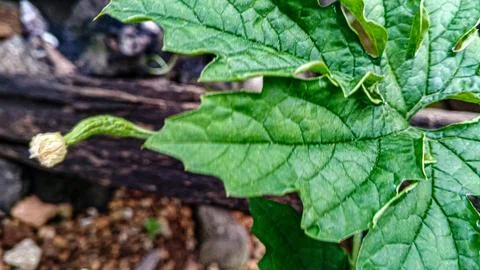 A close-up of a green bitter melon leaf. Stock Photos
