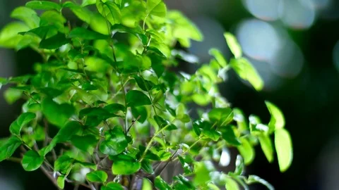 Close-up. A green bonsai tree rotates in the rays of light Stock Footage 76181426