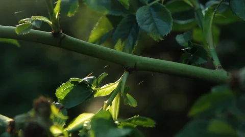 Close Up Of Green Branch Stock Footage 92388041