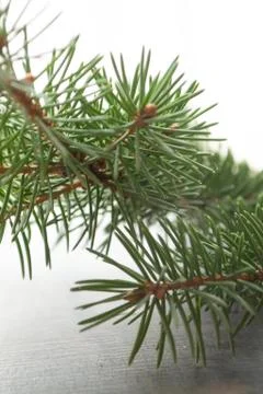 Close up green branch of pine tree in the middle, holiday background card bokeh Stock Photos