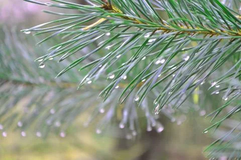 Close up green branch pine tree with rain drops, in the middle, background bo Stock Photos