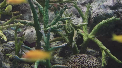 Close-up of green branching corals and textured brain corals growing on a r.. Vídeo Stock 341783324