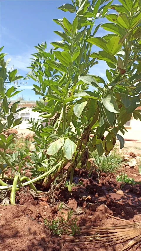 Close-up of Green Broad Bean Pods Swaying in the Wind Video stock 332941048