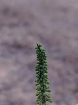 Close up of a green budding flower stalk against a blurred background Stock Photos