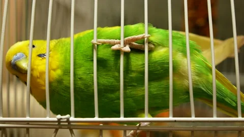 Close-up of a green budgerigar in a cage hangs amusingly on the bars. Funny pets Video stock 174195273