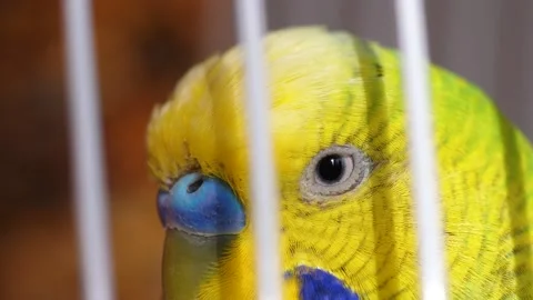 Close-up of a green budgerigar's eye head behind the bars of a cage. Macro anima Video stock 179510371