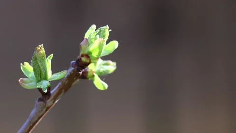 Close-up of green buds of cherry tree in springtime Video stock 153275264
