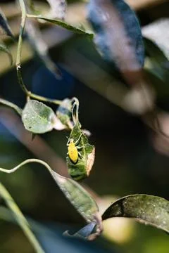 Close up of a green bug Stock Photos