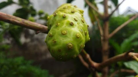 A close-up of a green, bumpy fruit hanging from a tree branch in a garden set Stock Photos