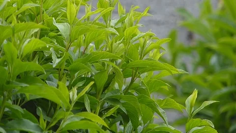 Close-up of green bush Stock Footage 75267478