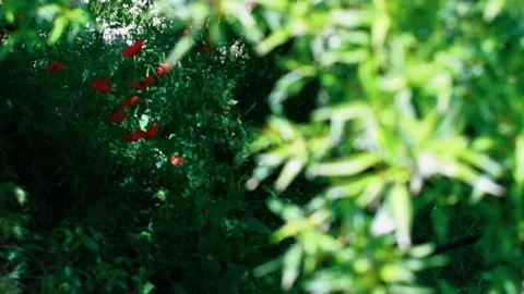 Close-up of Green Bush Leaves with Small Red Berries 스톡 동영상 336458423