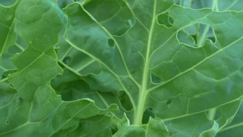 CLOSE UP: Green cabbage leaves damaged and perforated by a cabbage worm parasite Stock Footage 203801008