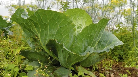 Close Up Green Cabbage Vegetable Video stock 113633465