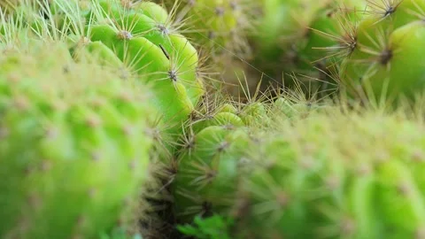 Close-Up Green Cactus Cluster With Sharp Spines. 動画素材 330611737
