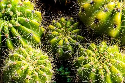 Close-Up Green Cactus Cluster With Sharp Spines Foto stock