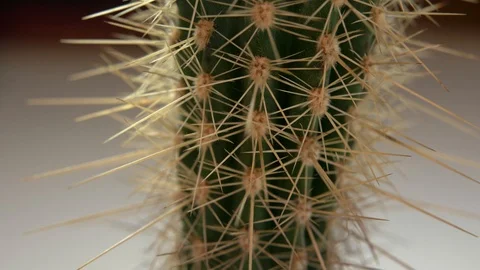 Close up of green cactus Video stock 99317041