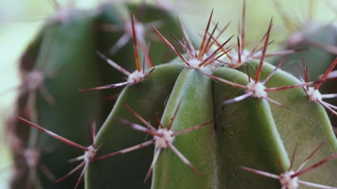 Close-up of green cactus with lots of sharp needles. 4K Macro detail. Stock Footage 155279838