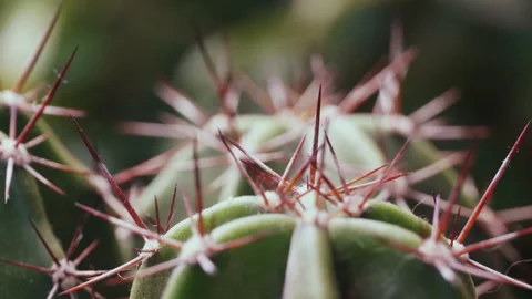 Close-up of green cactus with lots of sharp needles. 4K Macro detail. Stock Footage 155280726
